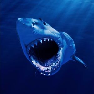 Meet your Posher, Fertima